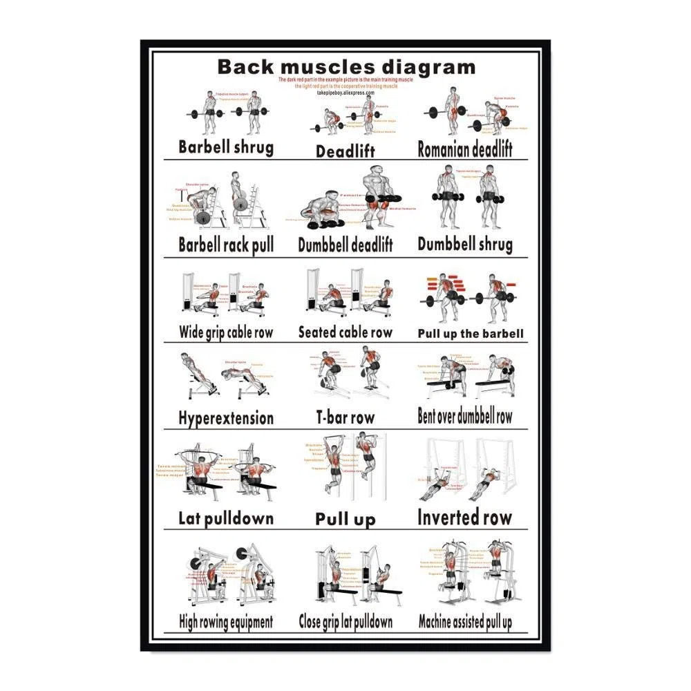 Póster De Ejercicios De Entrenamiento Con Mancuernas,Tabla De Entrenamiento De Fuerza,Desarrollo Muscular,Rutina De Levantamiento De Pesas De Gimnasio En Casa,Guía De Construcción Corporal-40X60Cm