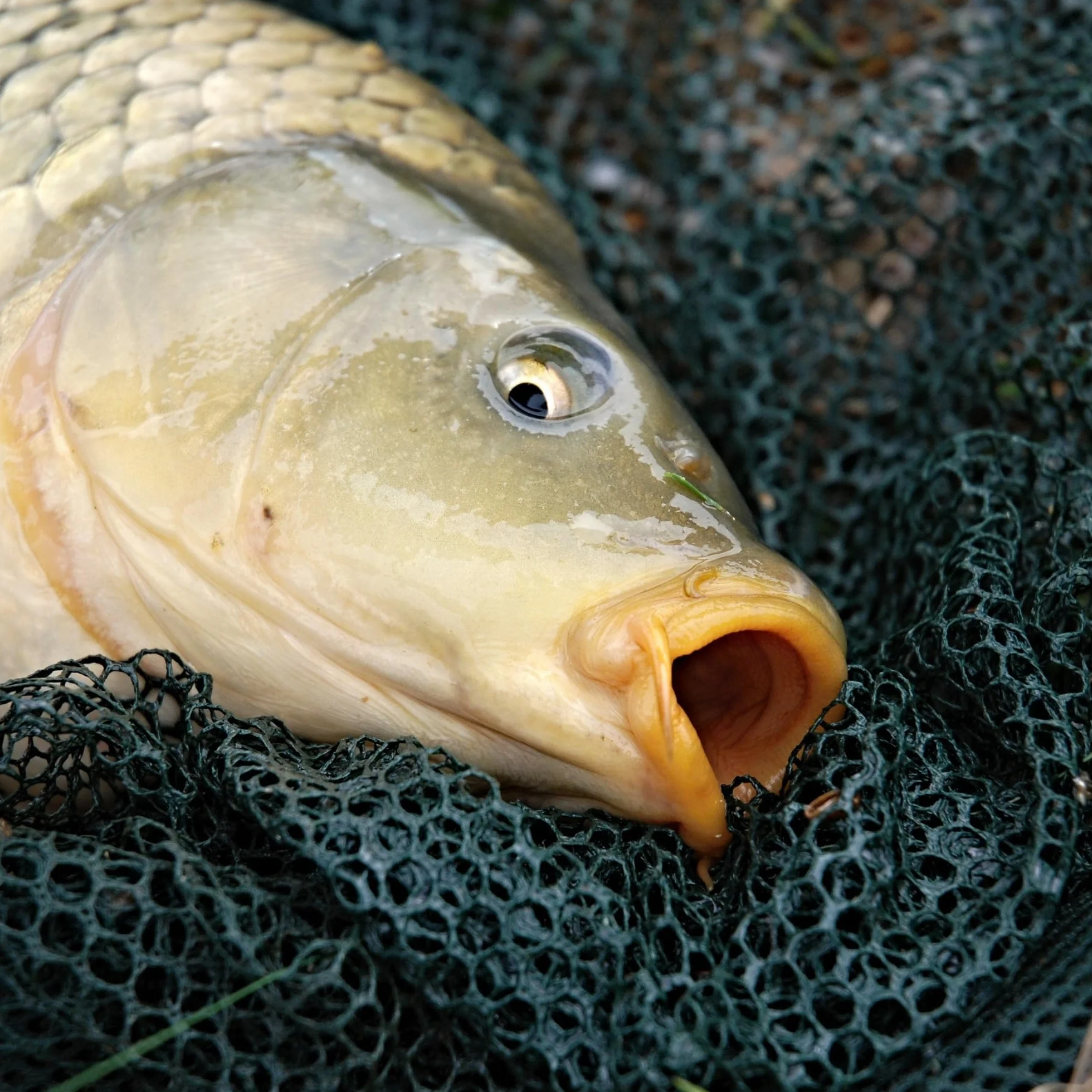 Hilo de Pescar Monofilamento 1000m DIA0,35mm Test 10,5kg - Hilo Nylon para Pesca Carpa Blanco - Hilo Pesca - Sedal de Pesca - Carpfishing - Accesorios Pesca - Línea Pesca Mar - Fish Line