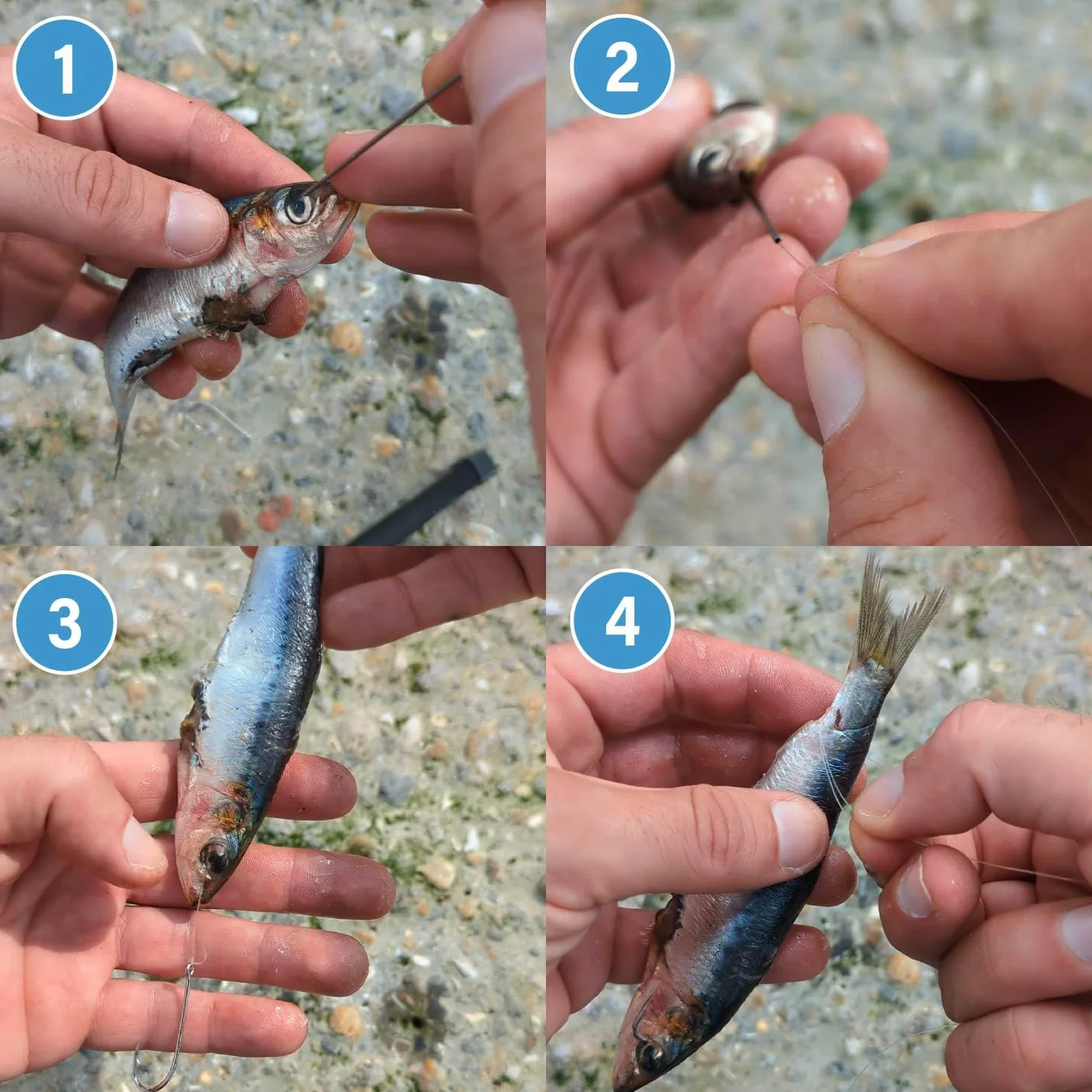 F2M - Agujas Pesca Huecas INOX 20cm Pack 10 - Tubo 10 Agujas cebar para Cebo, Gusanos y marisco - Aguja carnada surfcasting, Rigging Aguja para sardina lanzón y moluscos